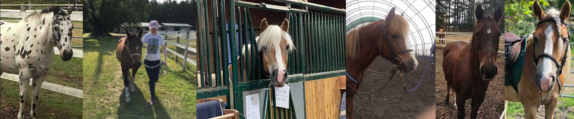 salt spring island riding,therapeutic riding,sstra,salt spring island horse,salt spring island horseback,salt spring island horse back,salt spring island equestrian