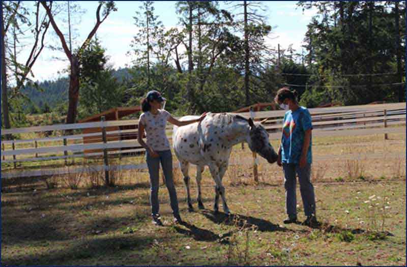 adopt a horse banner